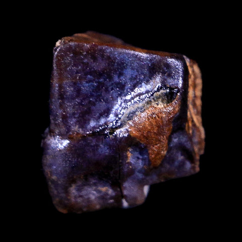 0.4" Lambeosaurus Fossil Tooth Judith River FM Montana Cretaceous Dinosaur COA - Fossil Age Minerals