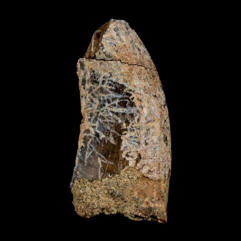 1.1" Nanotyrannus Tyrannosaurus Fossil Tooth Dinosaur Lance Creek FM WY COA