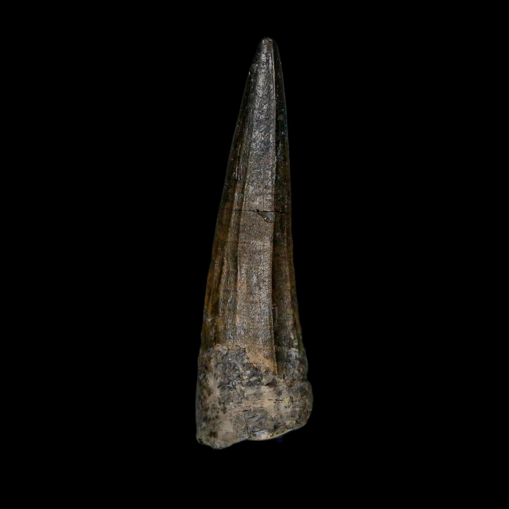1.6" Suchomimus Fossil Tooth Cretaceous Spinosaurid Dinosaur Elraz FM Niger COA - Fossil Age Minerals