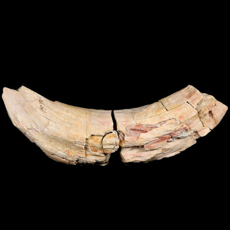 5.9" Archaeotherium Entelodont Pig Canine Fossil Tooth Oligocene Age Badlands SD