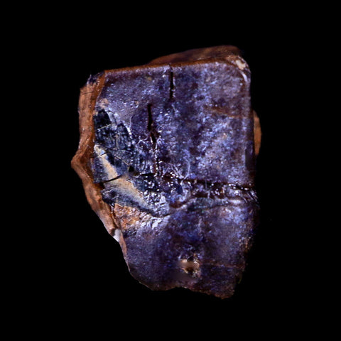 0.4" Lambeosaurus Fossil Tooth Judith River FM Montana Cretaceous Dinosaur COA - Fossil Age Minerals