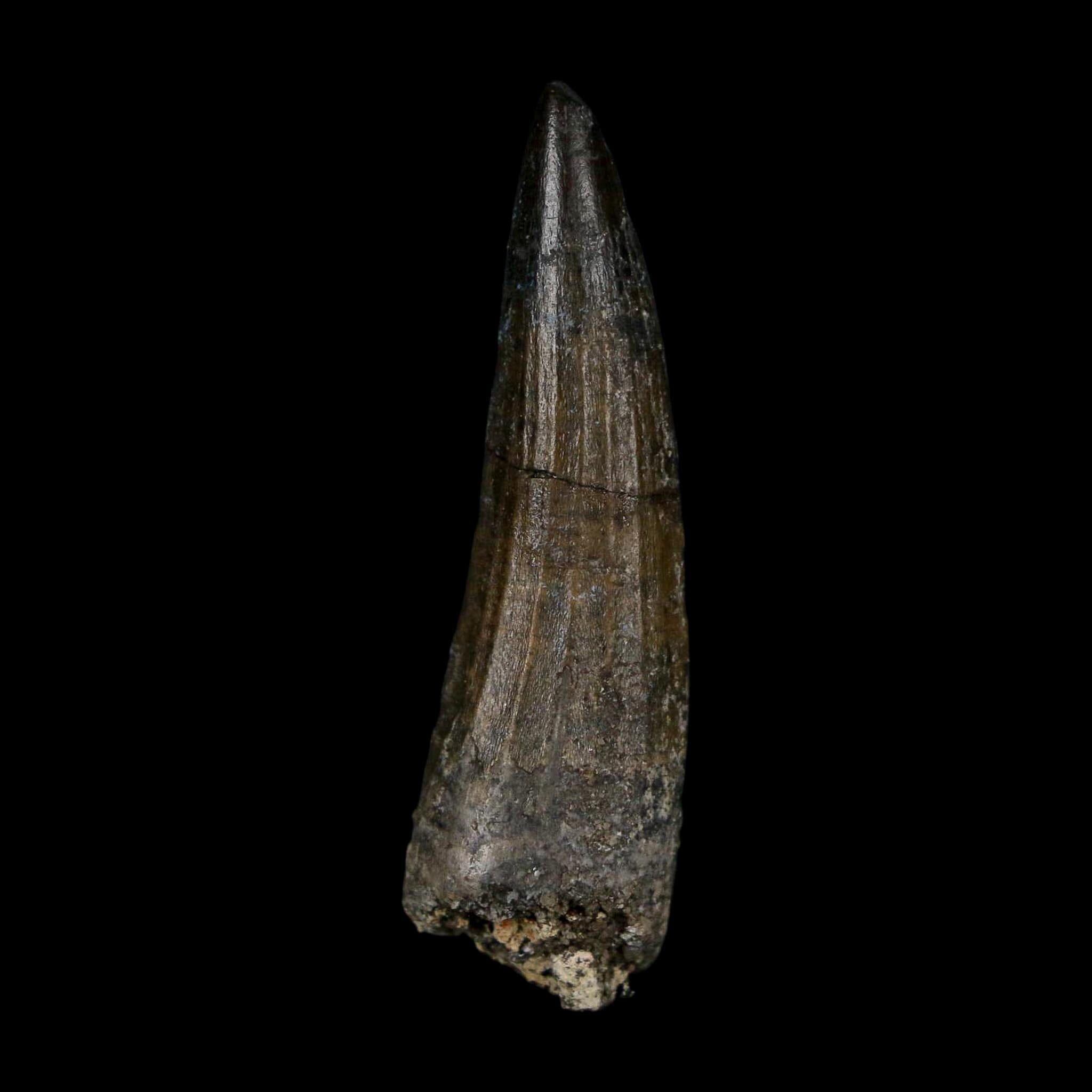 1.6" Suchomimus Fossil Tooth Cretaceous Spinosaurid Dinosaur Elraz FM Niger COA - Fossil Age Minerals