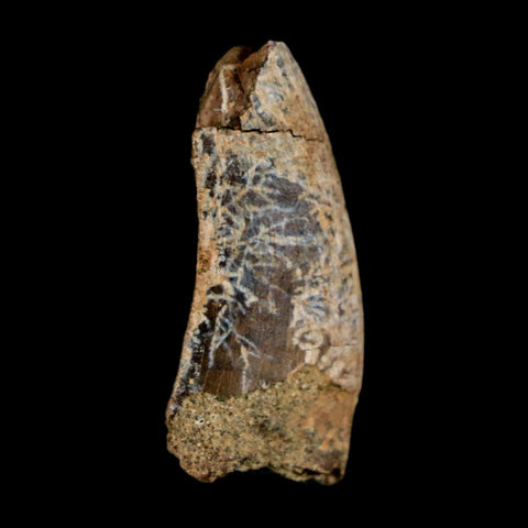 1.1" Nanotyrannus Tyrannosaurus Fossil Tooth Dinosaur Lance Creek FM WY COA