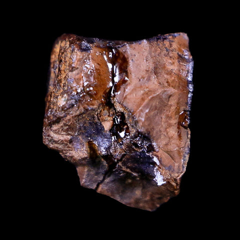 0.4" Lambeosaurus Fossil Tooth Judith River FM Montana Cretaceous Dinosaur COA - Fossil Age Minerals