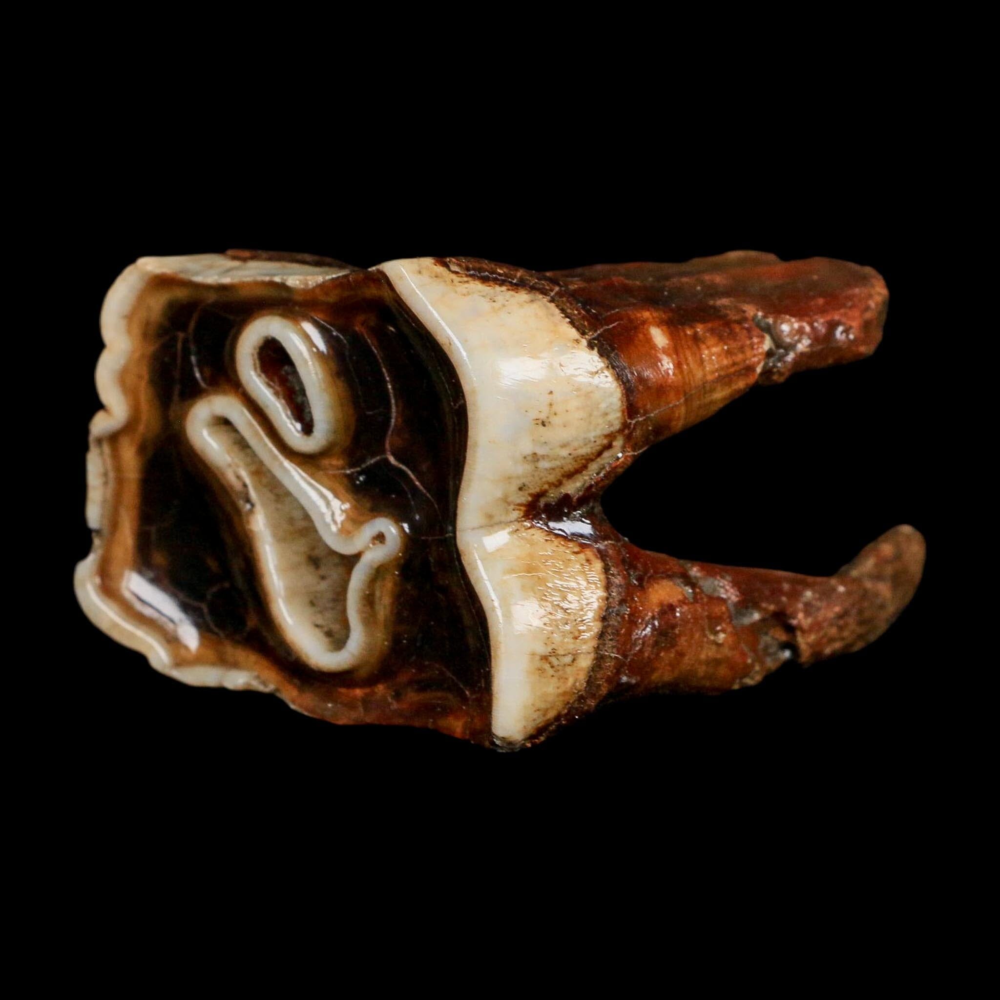 2.7" Woolly Rhinoceros Fossil Rooted Tooth Pleistocene Age Megafauna Russia COA