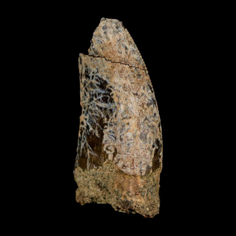 1.1" Nanotyrannus Tyrannosaurus Fossil Tooth Dinosaur Lance Creek FM WY COA