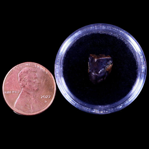 0.4" Lambeosaurus Fossil Tooth Judith River FM Montana Cretaceous Dinosaur COA - Fossil Age Minerals