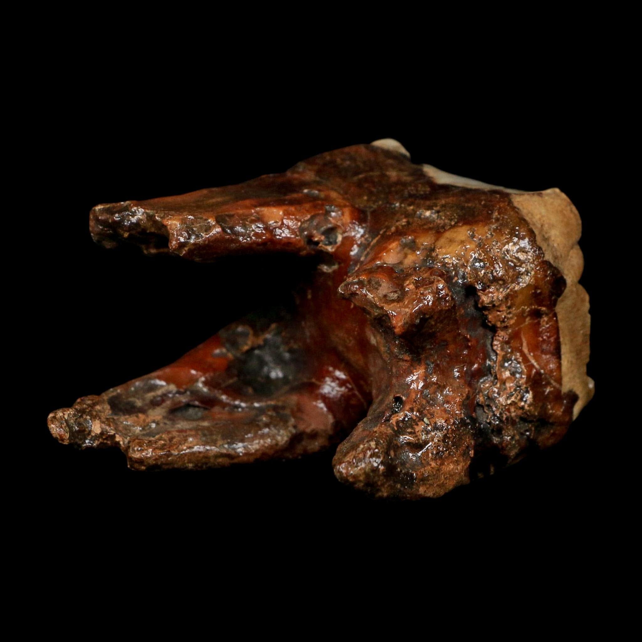 2.7" Woolly Rhinoceros Fossil Rooted Tooth Pleistocene Age Megafauna Russia COA