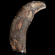 4.6" Archaeotherium Entelodont Pig Canine Fossil Tooth Oligocene Age Badlands SD