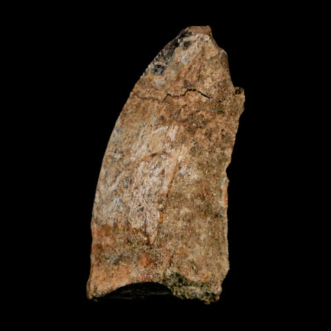 1.1" Nanotyrannus Tyrannosaurus Fossil Tooth Dinosaur Lance Creek FM WY COA