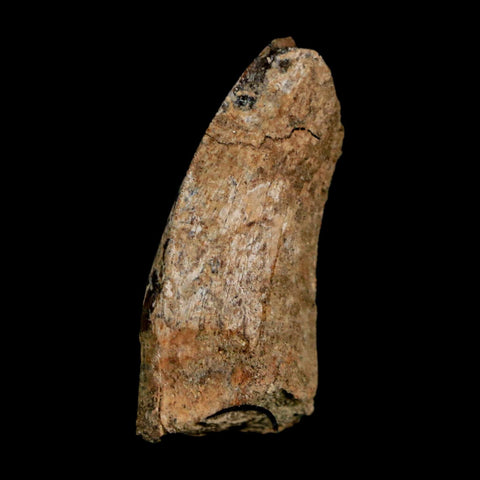 1.1" Nanotyrannus Tyrannosaurus Fossil Tooth Dinosaur Lance Creek FM WY COA