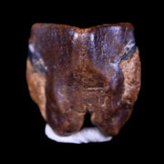 0.4" Lambeosaurus Fossil Tooth Judith River FM Montana Cretaceous Dinosaur COA