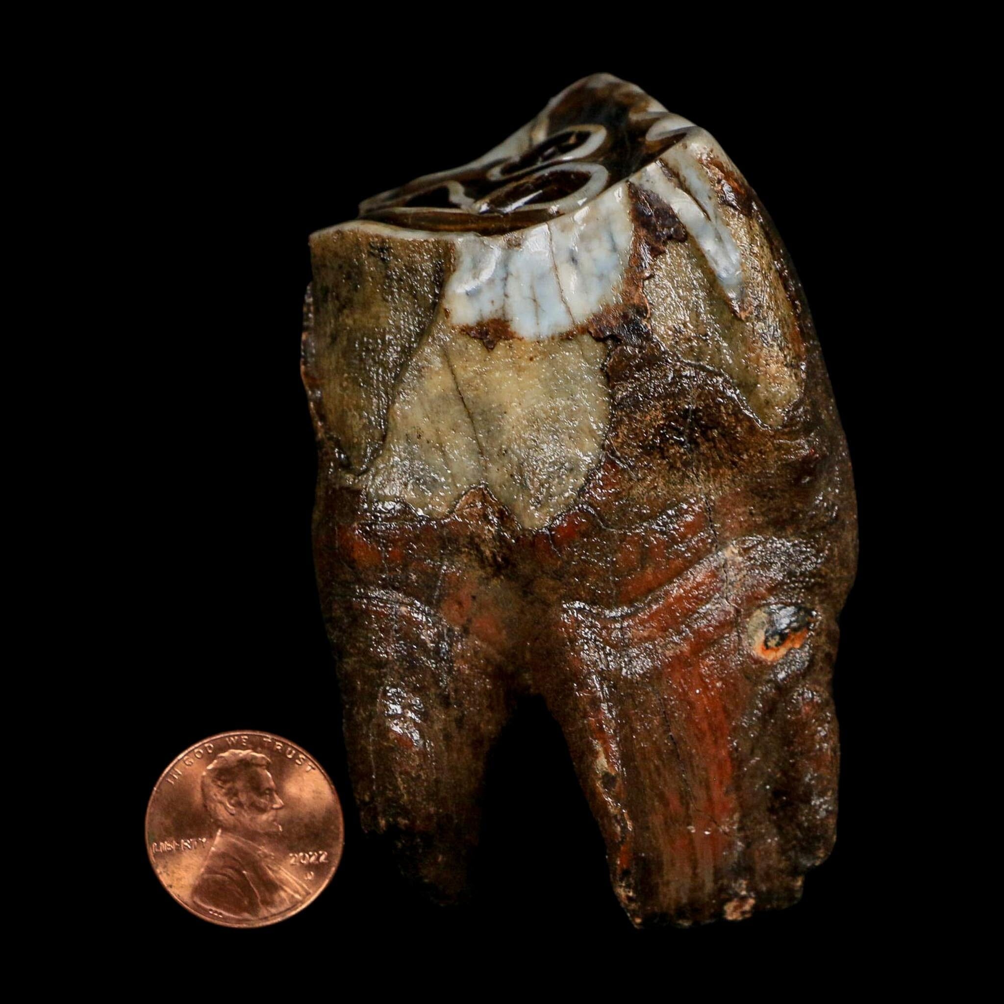 3" Woolly Rhinoceros Fossil Rooted Tooth Pleistocene Age Megafauna Russia COA
