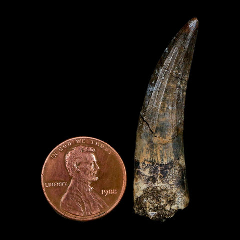 1.8" Suchomimus Fossil Tooth Cretaceous Spinosaurid Dinosaur Elraz FM Niger COA - Fossil Age Minerals