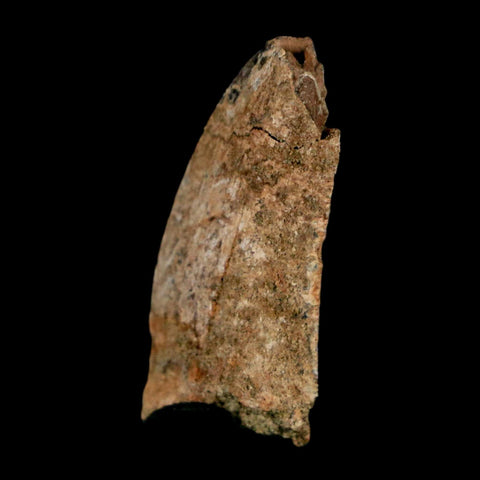 1.1" Nanotyrannus Tyrannosaurus Fossil Tooth Dinosaur Lance Creek FM WY COA