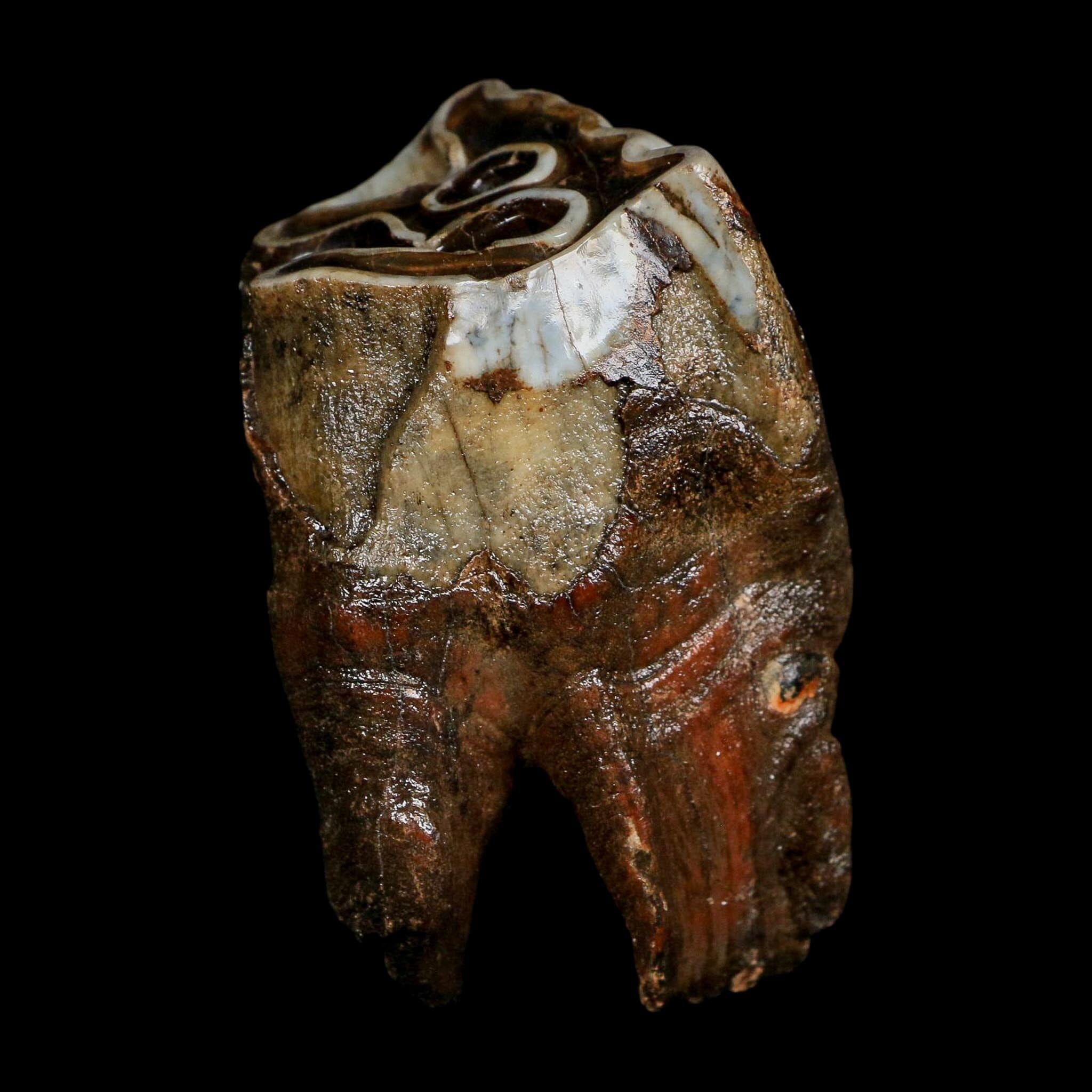 3" Woolly Rhinoceros Fossil Rooted Tooth Pleistocene Age Megafauna Russia COA