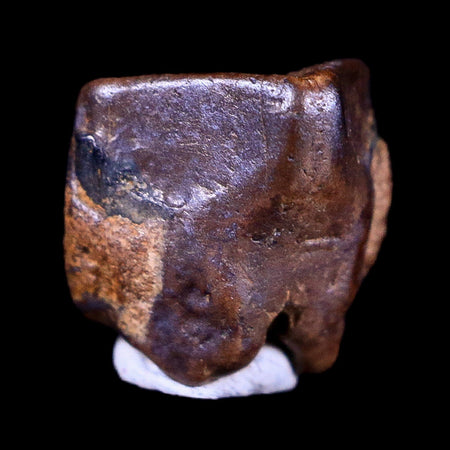 0.4" Lambeosaurus Fossil Tooth Judith River FM Montana Cretaceous Dinosaur COA