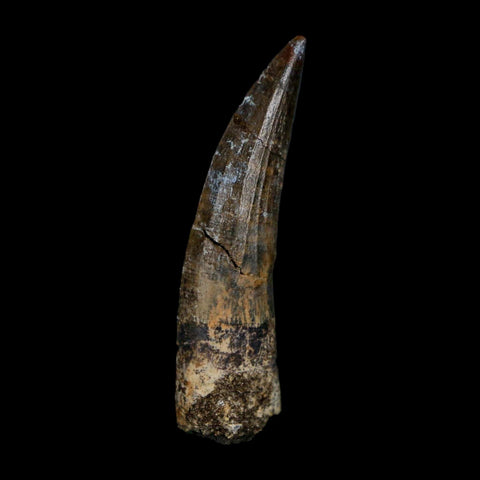 1.8" Suchomimus Fossil Tooth Cretaceous Spinosaurid Dinosaur Elraz FM Niger COA - Fossil Age Minerals