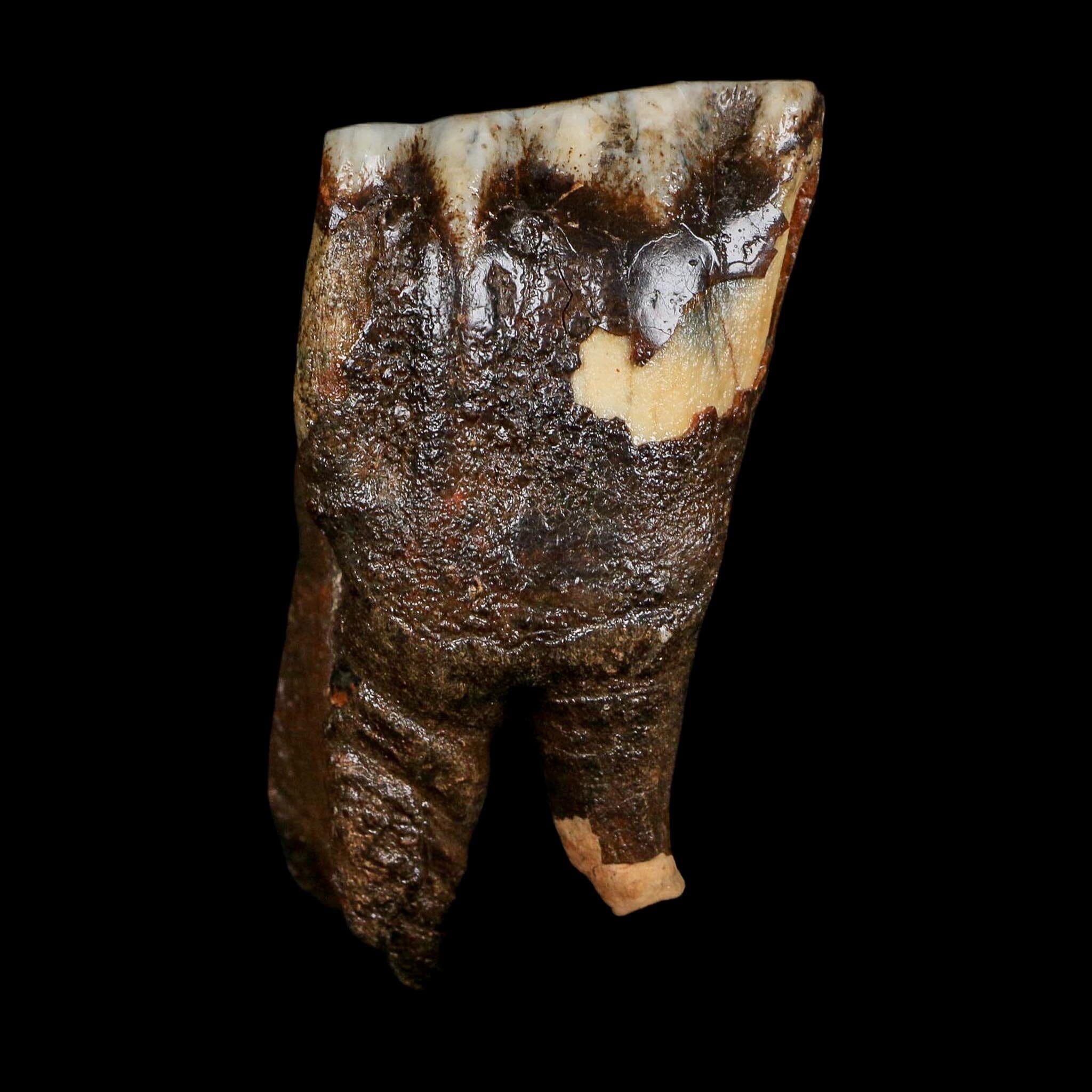 3" Woolly Rhinoceros Fossil Rooted Tooth Pleistocene Age Megafauna Russia COA