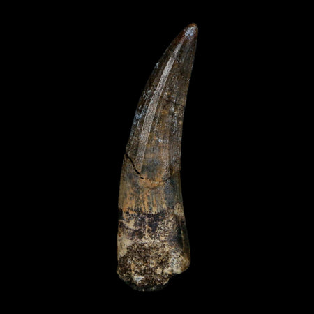 1.8" Suchomimus Fossil Tooth Cretaceous Spinosaurid Dinosaur Elraz FM Niger COA