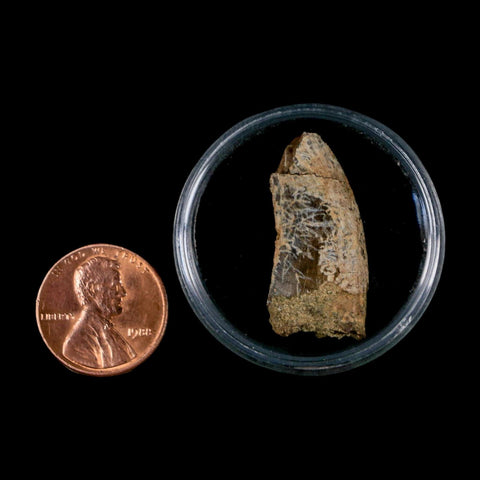 1.1" Nanotyrannus Tyrannosaurus Fossil Tooth Dinosaur Lance Creek FM WY COA