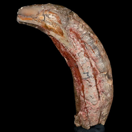 4.6" Archaeotherium Entelodont Pig Canine Fossil Tooth Oligocene Age Badlands SD