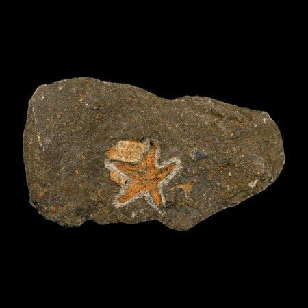 35MM Brittle Star Petraster Starfish Fossil Ordovician Age Blekus Morocco COA