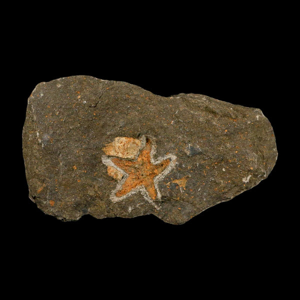 35MM Brittle Star Petraster Starfish Fossil Ordovician Age Blekus Morocco COA