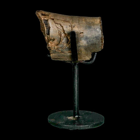 2.3" Allosaurus Fossil Metacarpal Bone Morrison FM Colorado Jurassic Dinosaur COA Stand