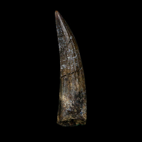 1.8" Suchomimus Fossil Tooth Cretaceous Spinosaurid Dinosaur Elraz FM Niger COA - Fossil Age Minerals