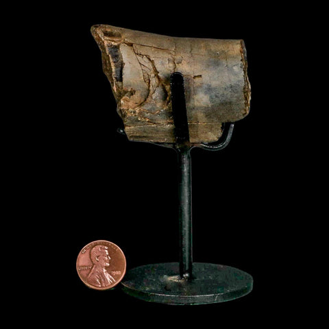2.3" Allosaurus Fossil Metacarpal Bone Morrison FM Colorado Jurassic Dinosaur COA Stand - Fossil Age Minerals