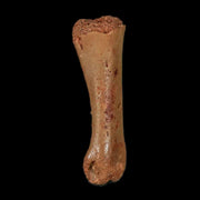 1" Dromaeosaurid Raptor Fossil Limb Toe Bone Cretaceous Dinosaur COA, Display