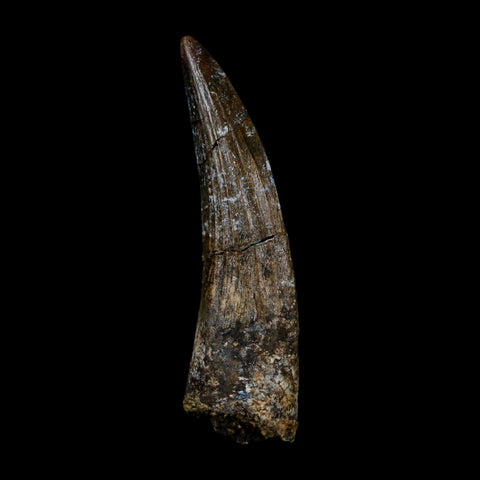 1.8" Suchomimus Fossil Tooth Cretaceous Spinosaurid Dinosaur Elraz FM Niger COA - Fossil Age Minerals