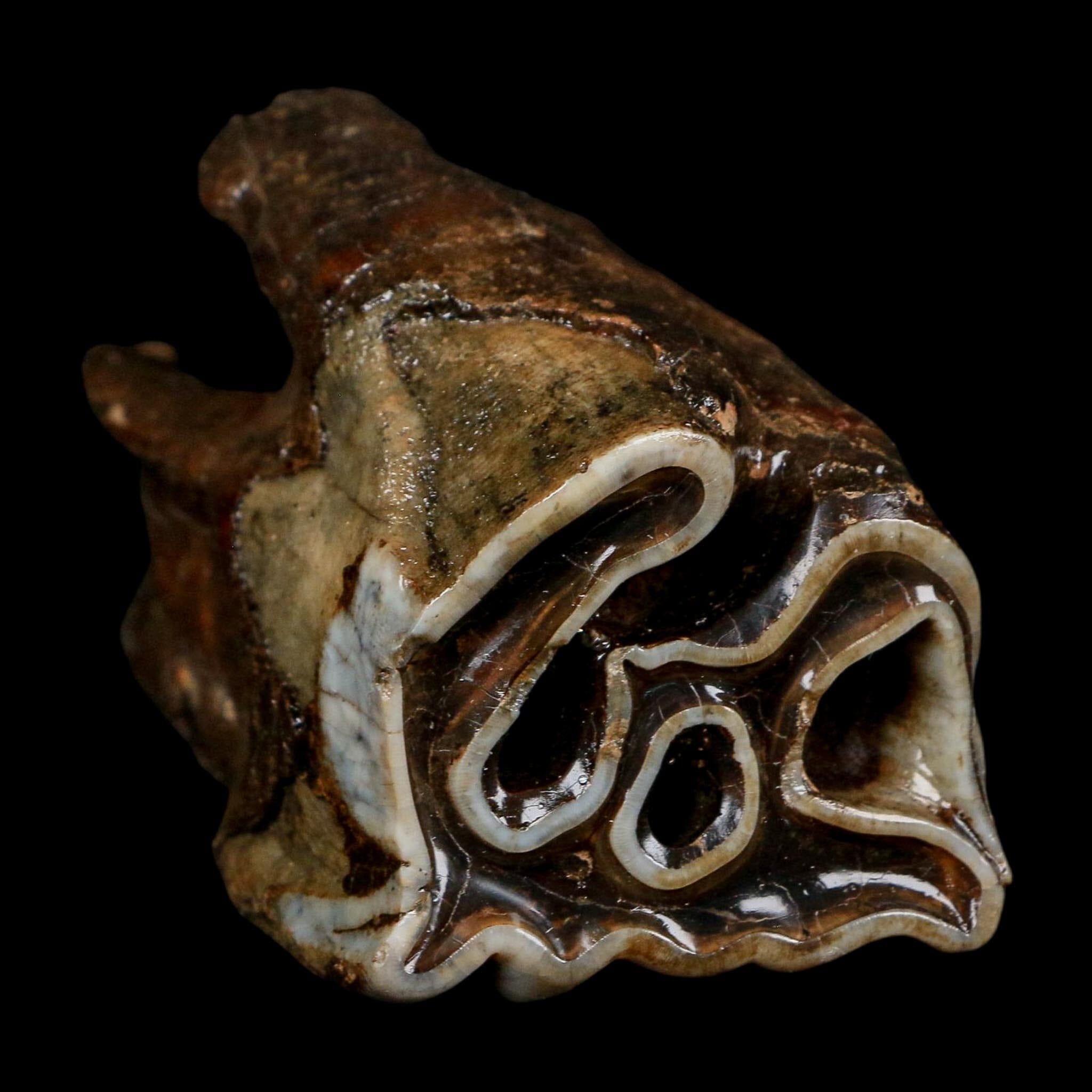 3" Woolly Rhinoceros Fossil Rooted Tooth Pleistocene Age Megafauna Russia COA