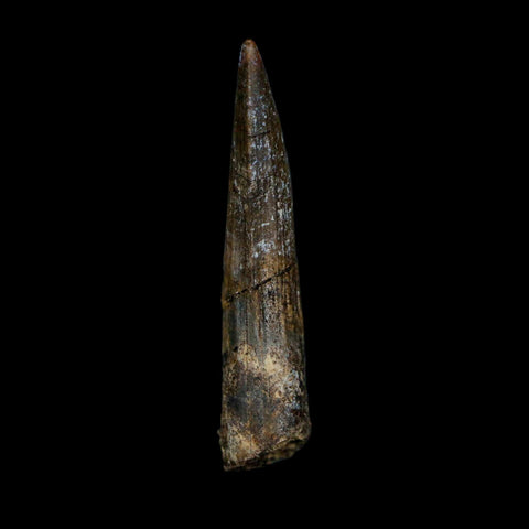 1.8" Suchomimus Fossil Tooth Cretaceous Spinosaurid Dinosaur Elraz FM Niger COA - Fossil Age Minerals