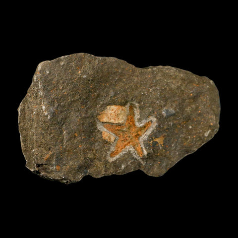35MM Brittle Star Petraster Starfish Fossil Ordovician Age Blekus Morocco COA - Fossil Age Minerals