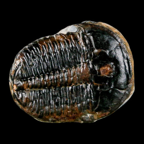 1" Elrathia Kingi Trilobite Fossil Utah Cambrian Age 521 Million Years Old COA - Fossil Age Minerals