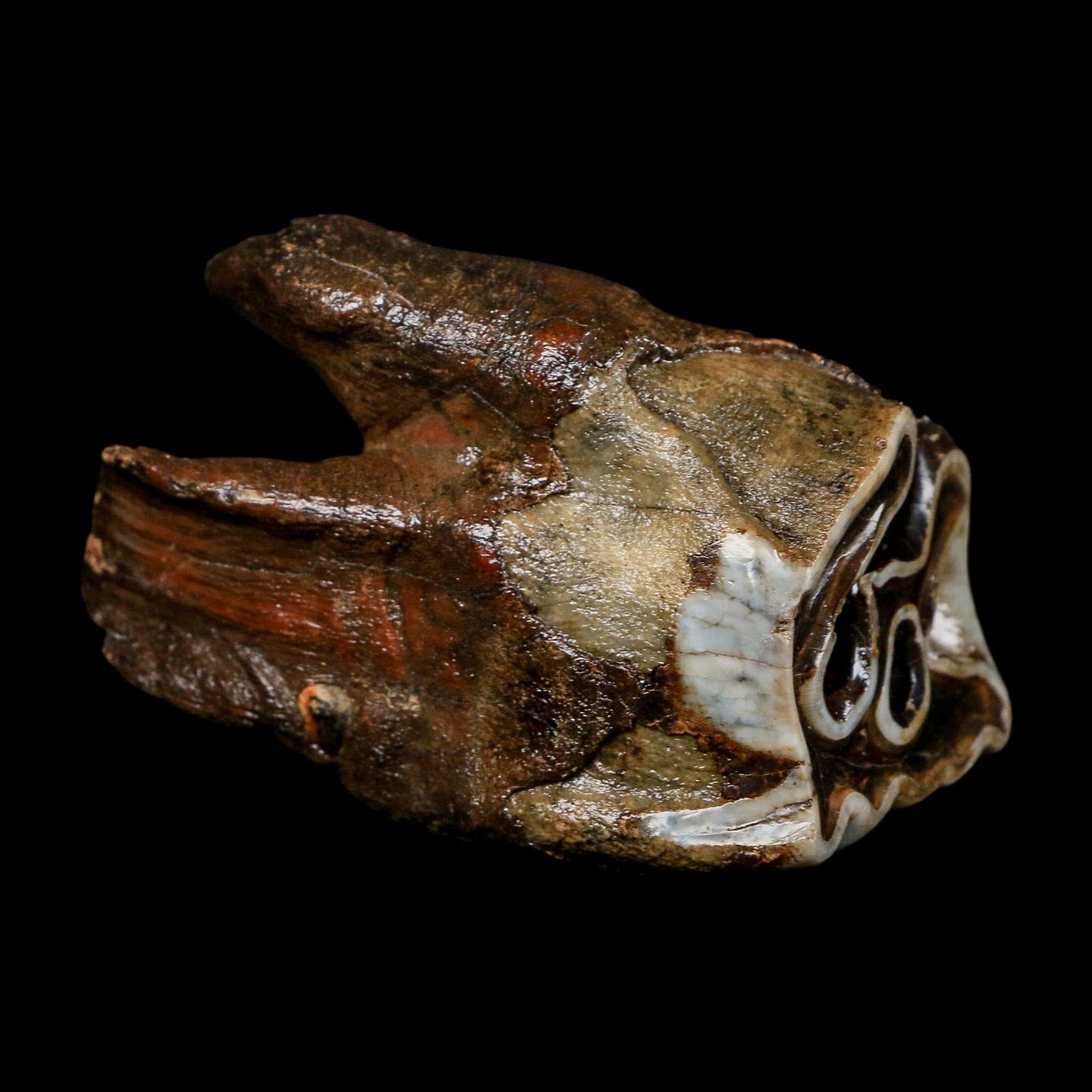 3" Woolly Rhinoceros Fossil Rooted Tooth Pleistocene Age Megafauna Russia COA
