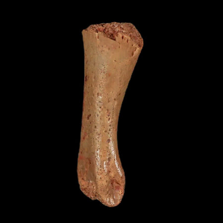 1" Dromaeosaurid Raptor Fossil Limb Toe Bone Cretaceous Dinosaur COA, Display