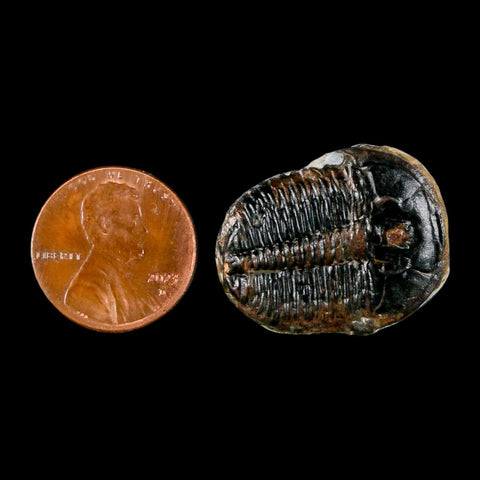 1" Elrathia Kingi Trilobite Fossil Utah Cambrian Age 521 Million Years Old COA - Fossil Age Minerals
