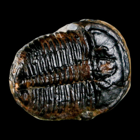 1" Elrathia Kingi Trilobite Fossil Utah Cambrian Age 521 Million Years Old COA - Fossil Age Minerals