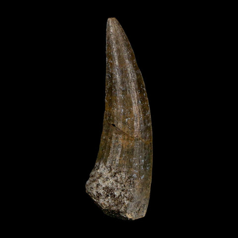 1.5" Suchomimus Fossil Tooth Cretaceous Spinosaurid Dinosaur Elraz FM Niger COA - Fossil Age Minerals