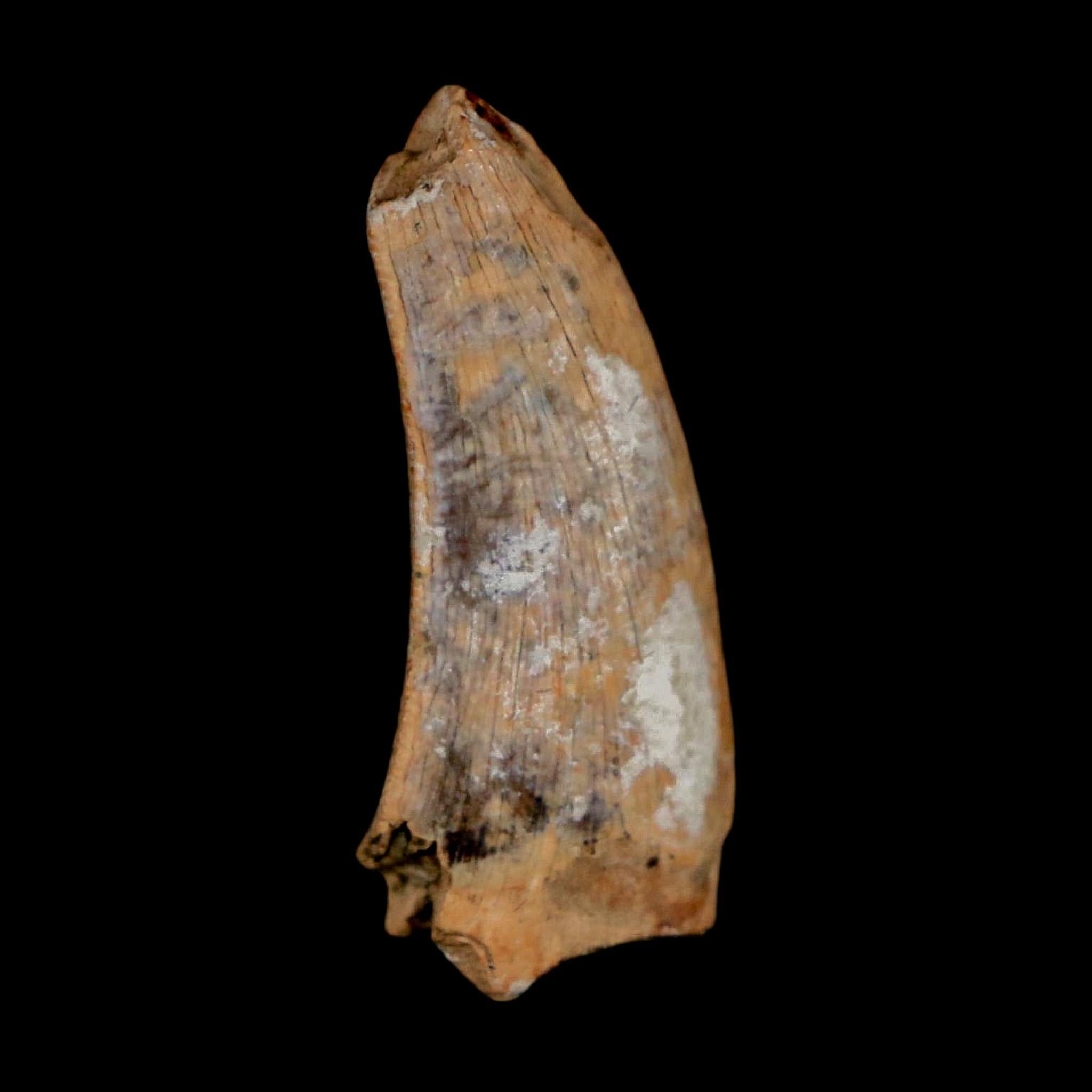 1" Nanotyrannus Tyrannosaurus Fossil Tooth Dinosaur Lance Creek FM WY COA - Fossil Age Minerals