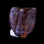 0.3" Lambeosaurus Fossil Tooth Judith River FM Montana Cretaceous Dinosaur COA
