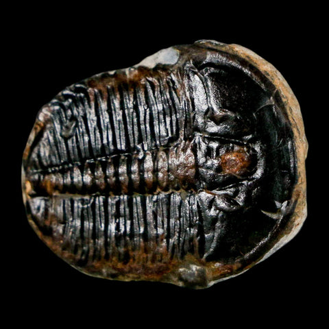 1" Elrathia Kingi Trilobite Fossil Utah Cambrian Age 521 Million Years Old COA - Fossil Age Minerals
