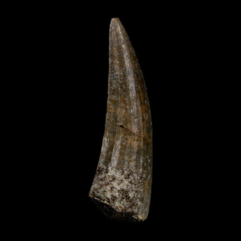 1.5" Suchomimus Fossil Tooth Cretaceous Spinosaurid Dinosaur Elraz FM Niger COA - Fossil Age Minerals