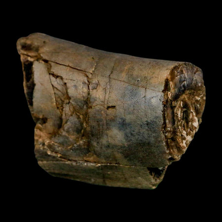 2.3" Allosaurus Fossil Metacarpal Bone Morrison FM Colorado Jurassic Dinosaur COA Stand