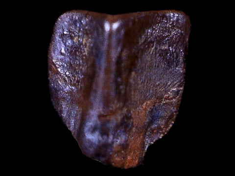 0.3" Lambeosaurus Fossil Tooth Judith River FM Montana Cretaceous Dinosaur COA - Fossil Age Minerals