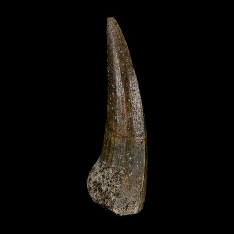 1.5" Suchomimus Fossil Tooth Cretaceous Spinosaurid Dinosaur Elraz FM Niger COA - Fossil Age Minerals