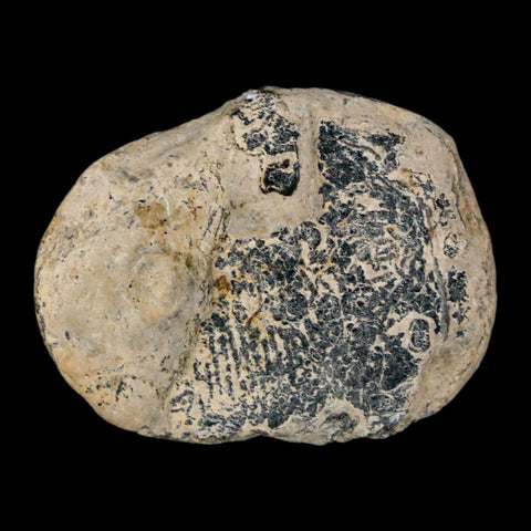 1" Elrathia Kingi Trilobite Fossil Utah Cambrian Age 521 Million Years Old COA - Fossil Age Minerals